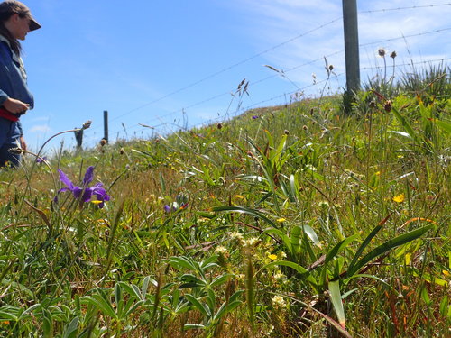 Image of San Francisco Owl's-Clover (Triphysaria floribunda) by no rights reserved