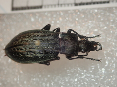 Carabus granulatus yezoensis