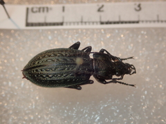 Carabus granulatus yezoensis