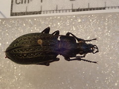 Carabus granulatus yezoensis