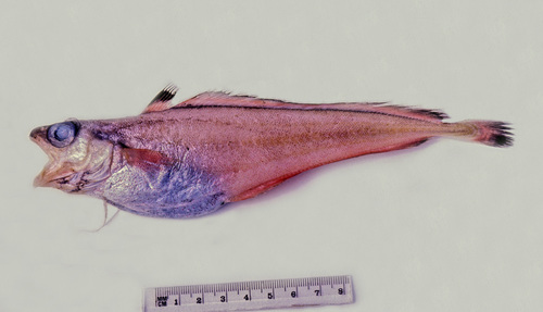 Dwarf cod (Notophycis marginata) — Moridae — 2