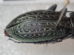 Carabus granulatus yezoensis