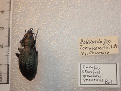 Carabus granulatus yezoensis