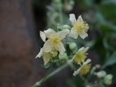 Clematis wightiana