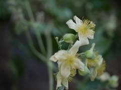 Clematis wightiana