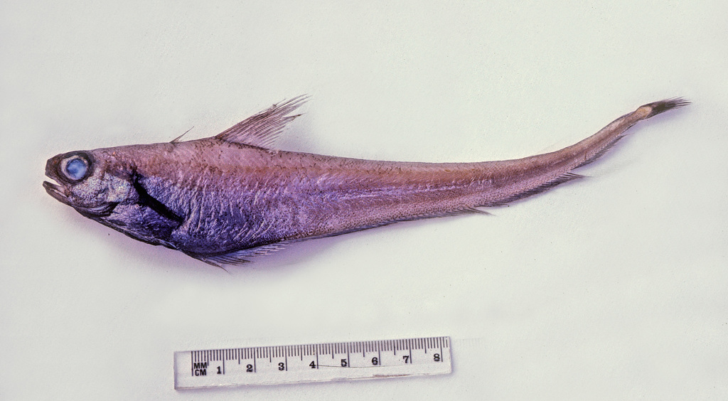 Grenadier Cod