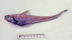 Grenadier Cod photo 1
