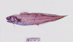 Neobythites pallidus