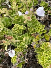 Veronica hookeriana