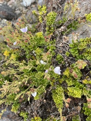 Veronica hookeriana