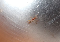 Meteorus pulchricornis