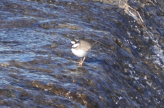 Charadrius placidus