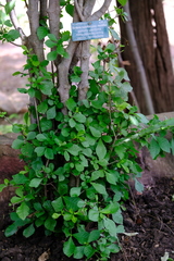 Gardenia resiniflua resiniflua