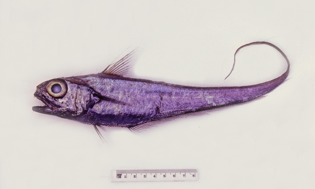 Lepidorhynchus