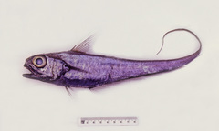 Lepidorhynchus denticulatus