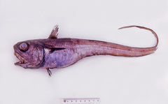 Malacocephalus laevis