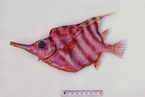 Banded bellows fish (Centriscops humerosus) — Centriscidae — 4