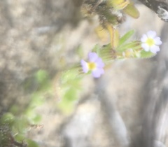 Zaluzianskya gracilis