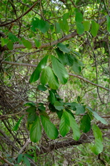 Combretum zeyheri