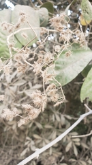 Heliocarpus pallidus