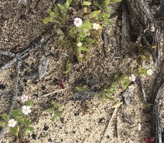 Zaluzianskya gracilis