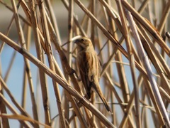 Emberiza schoeniclus