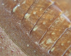 Lepidozona interstincta