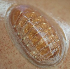 Lepidozona interstincta