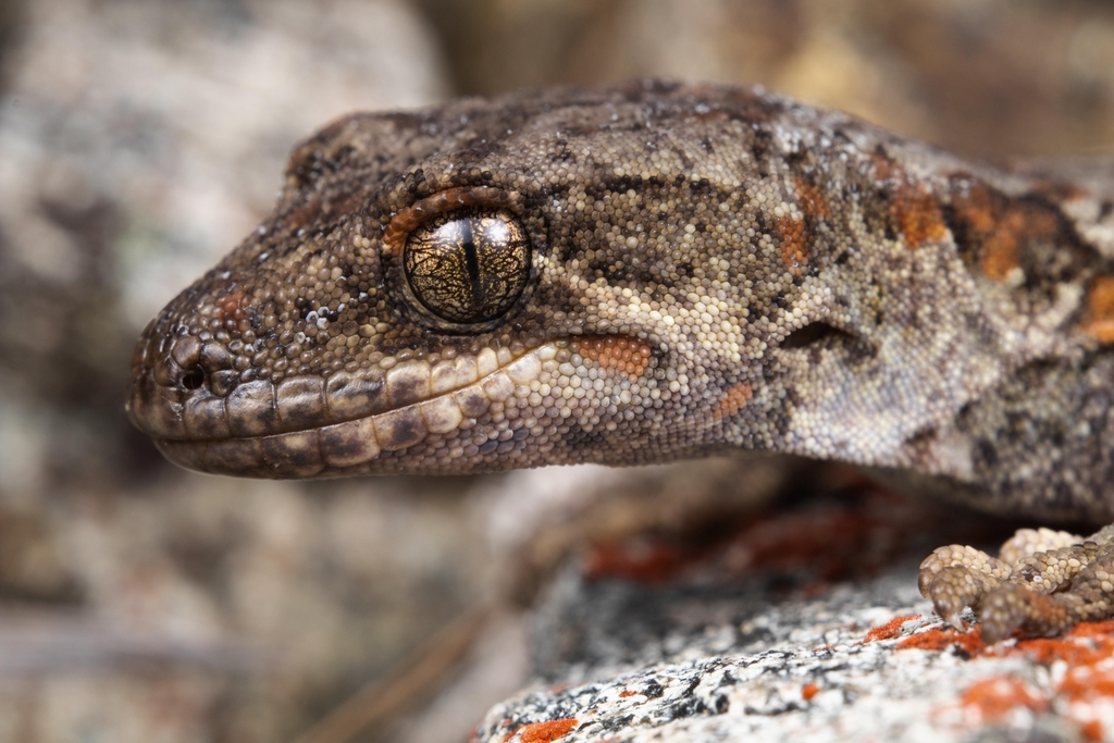 Takitimu Gecko