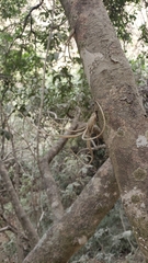 Tillandsia pseudobaileyi
