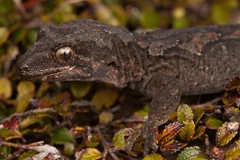 Mokopirirakau cryptozoicus