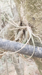 Tillandsia pseudobaileyi