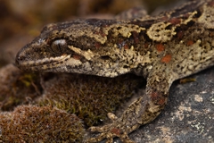 Mokopirirakau cryptozoicus