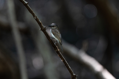 Pachycephala cinerea