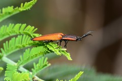 Elatichrosis trisulcatus