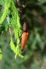 Elatichrosis trisulcatus