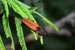 Elatichrosis trisulcatus