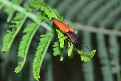 Elatichrosis trisulcatus