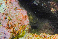 Gymnothorax porphyreus