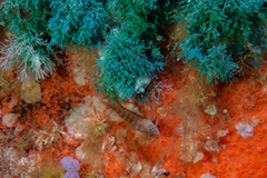 Notoclinops yaldwyni