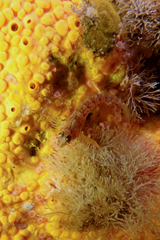 Notoclinops yaldwyni