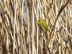 Zosterops japonicus