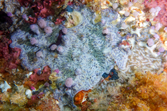 Leptoclinides marmoreus