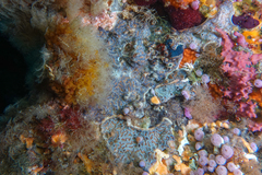 Leptoclinides marmoreus