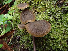 Simocybe phlebophora