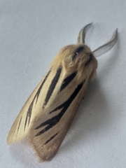 Acantharctia latifasciata