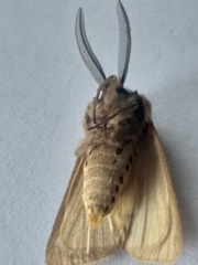 Acantharctia latifasciata