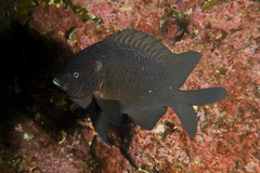 Parma alboscapularis