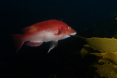 Bodianus unimaculatus