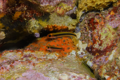 Forsterygion maryannae